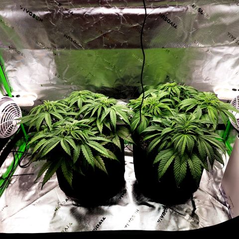 Bubba Kush growlog timeline photo