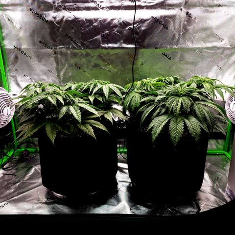 Bubba Kush growlog timeline photo