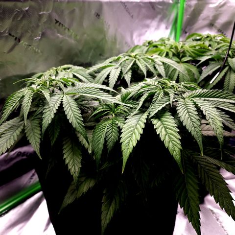 Bubba Kush growlog timeline photo