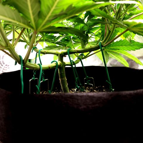 Bubba Kush growlog timeline photo