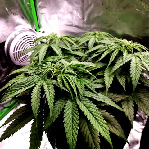 Bubba Kush growlog timeline photo