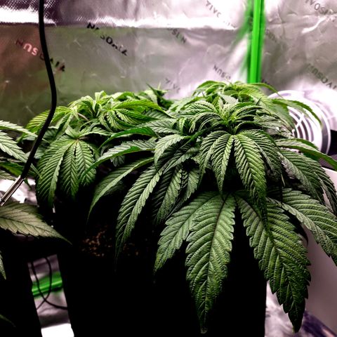 Granddaddy Purple growlog timeline photo