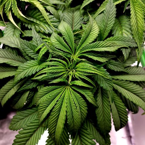Granddaddy Purple growlog timeline photo