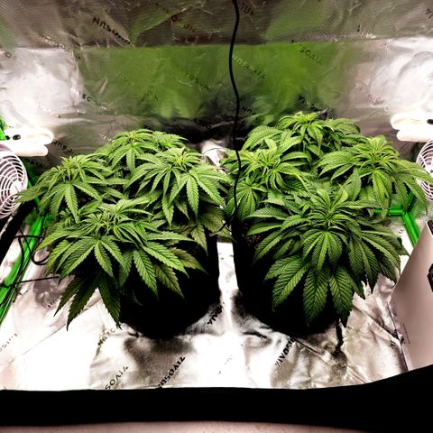 Granddaddy Purple growlog timeline photo
