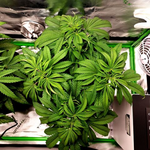 Granddaddy Purple growlog timeline photo