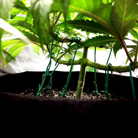 Granddaddy Purple growlog timeline photo