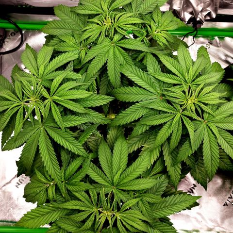 Bubba Kush growlog timeline photo