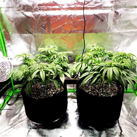 Bubba Kush growlog timeline photo