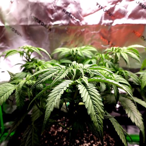 Bubba Kush growlog timeline photo