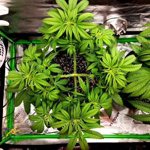 Bubba Kush growlog timeline photo
