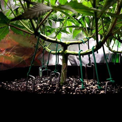 Bubba Kush growlog timeline photo