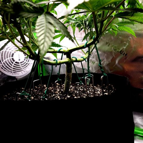 Bubba Kush growlog timeline photo