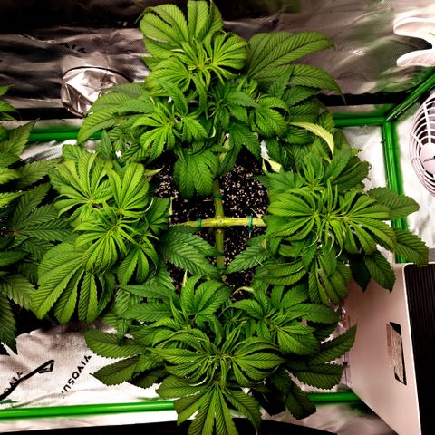 Granddaddy Purple growlog timeline photo