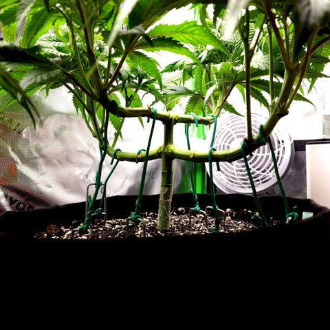 Granddaddy Purple growlog timeline photo