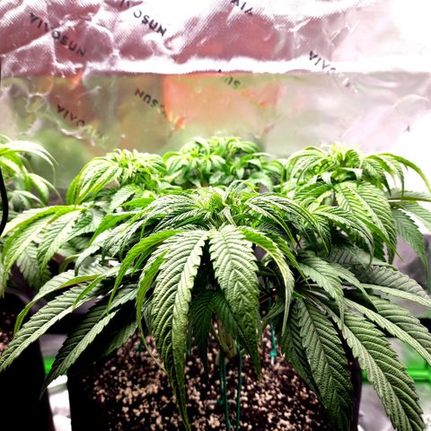 Granddaddy Purple growlog timeline photo