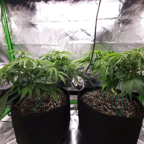 Bubba Kush growlog timeline photo