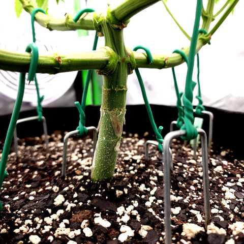 Bubba Kush growlog timeline photo