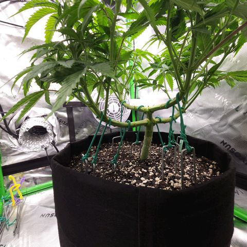 Bubba Kush growlog timeline photo
