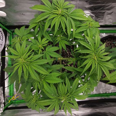 Bubba Kush growlog timeline photo