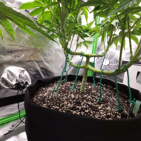 Granddaddy Purple growlog timeline photo
