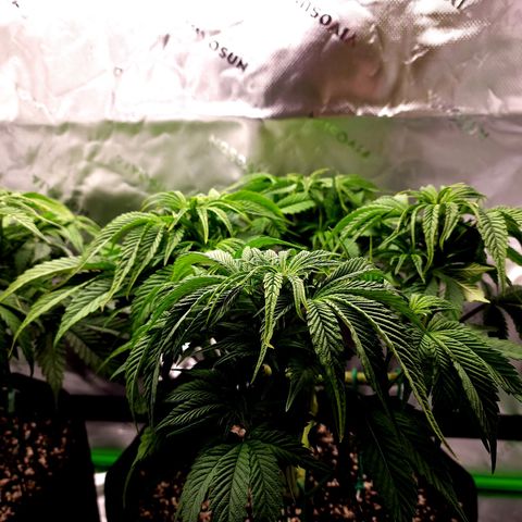 Granddaddy Purple growlog timeline photo