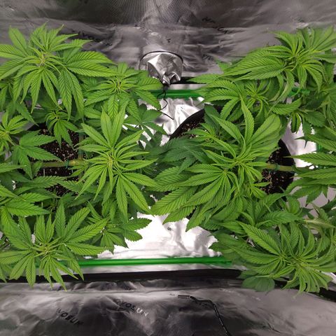 Granddaddy Purple growlog timeline photo