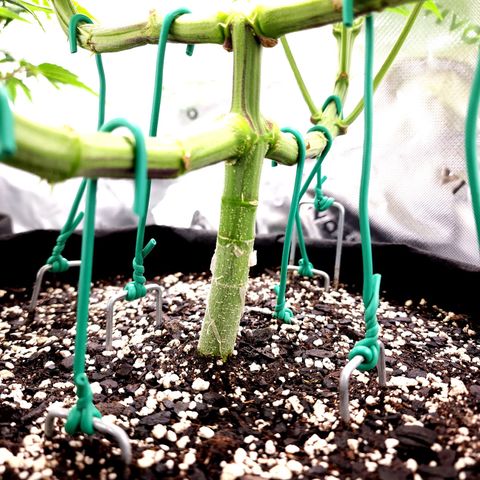 Granddaddy Purple growlog timeline photo