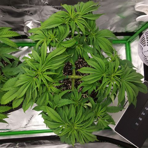 Granddaddy Purple growlog timeline photo