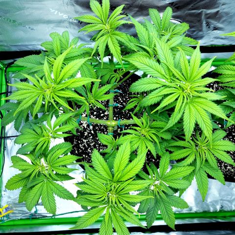 Bubba Kush growlog timeline photo