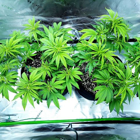 Bubba Kush growlog timeline photo