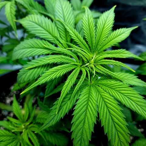 Bubba Kush growlog timeline photo