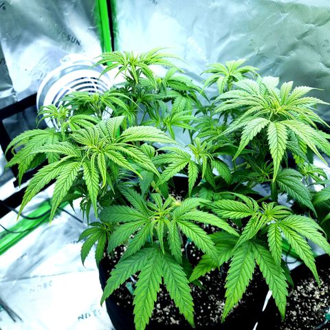 Bubba Kush growlog timeline photo