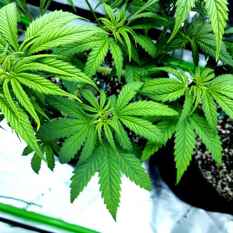Bubba Kush growlog timeline photo