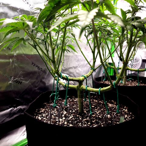 Bubba Kush growlog timeline photo