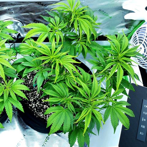 Granddaddy Purple growlog timeline photo