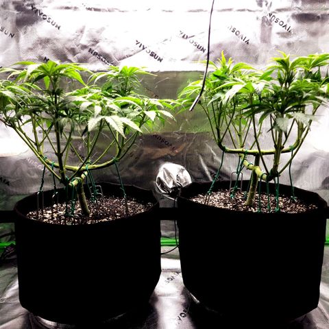 Granddaddy Purple growlog timeline photo