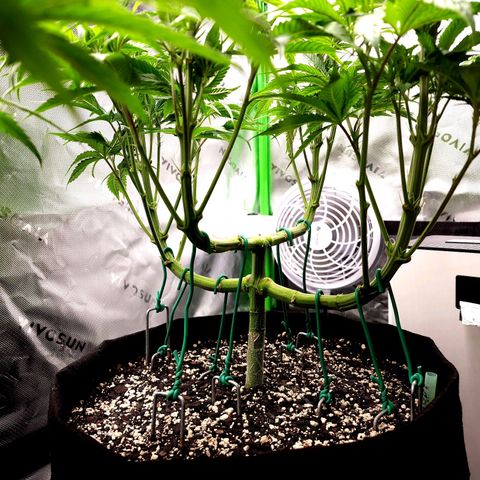 Granddaddy Purple growlog timeline photo