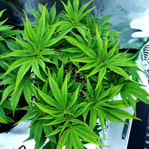 Granddaddy Purple growlog timeline photo