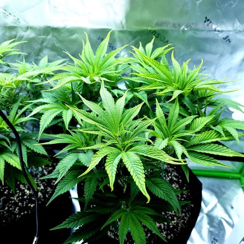 Granddaddy Purple growlog timeline photo