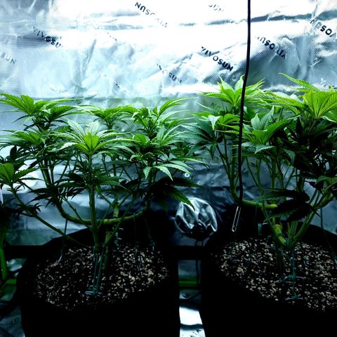 Granddaddy Purple growlog timeline photo
