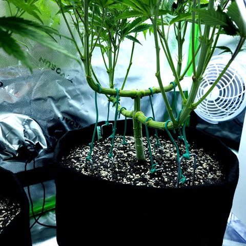Granddaddy Purple growlog timeline photo