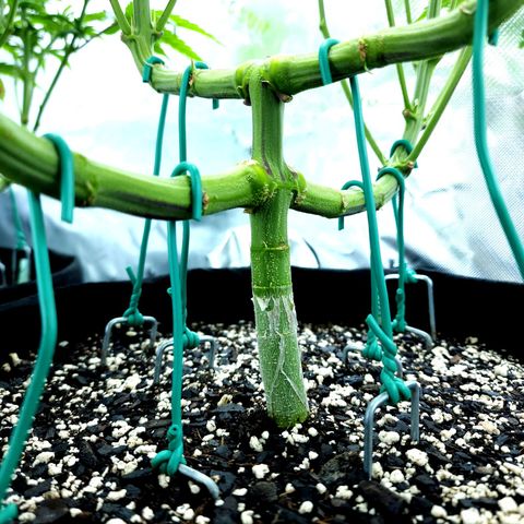 Granddaddy Purple growlog timeline photo