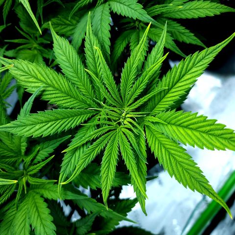 Bubba Kush growlog timeline photo