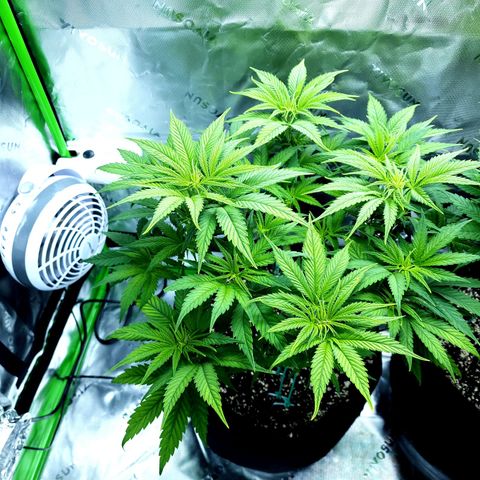 Bubba Kush growlog timeline photo