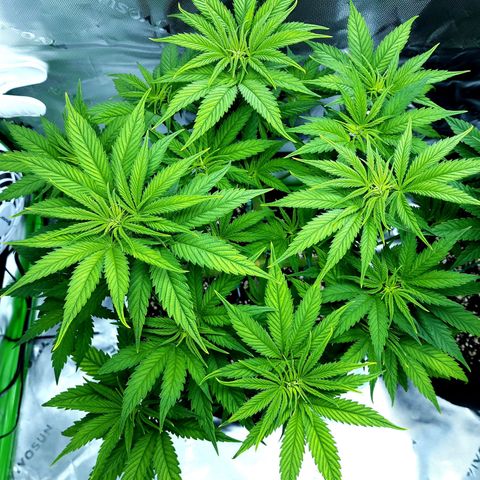 Bubba Kush growlog timeline photo