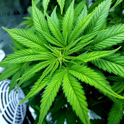 Bubba Kush growlog timeline photo