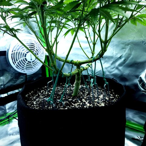 Bubba Kush growlog timeline photo