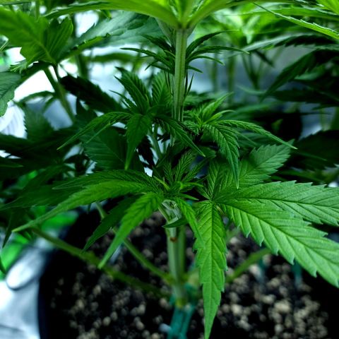 Bubba Kush growlog timeline photo