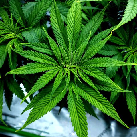 Bubba Kush growlog timeline photo