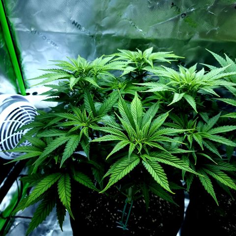 Bubba Kush growlog timeline photo